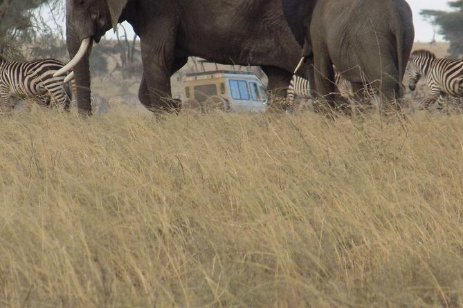Private Wildlife Encounter at Tarangire National Park - Wildlife specialties you should watch for (and what to do)