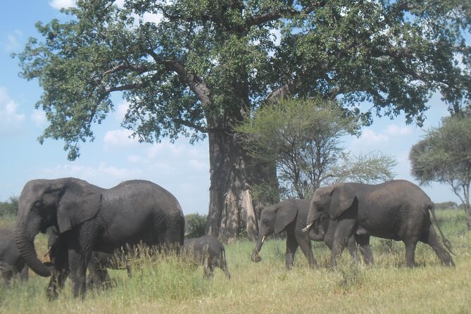Private Wildlife Encounter at Tarangire National Park - A private guide can change the whole quality of the day