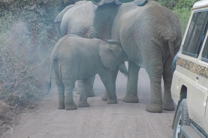 Private Wildlife Encounter at Tarangire National Park - The drive from Arusha and what it means for your day