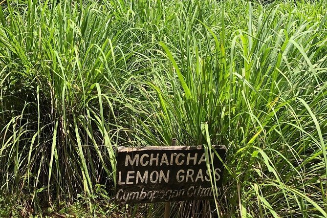 Private Zanzibar Spice Farm Tour - Jambo Spice Farm: what you actually learn while walking the rows
