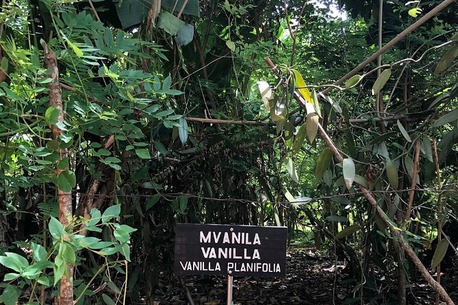Private Zanzibar Spice Farm Tour - What to pack and how to get more from the tasting session