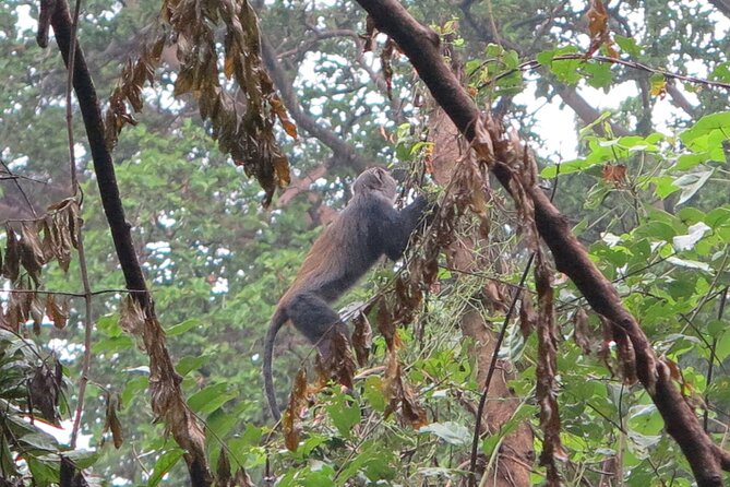 Rau Forest Bike tour - Rau Forest Ride and Colobus Monkey Spotting