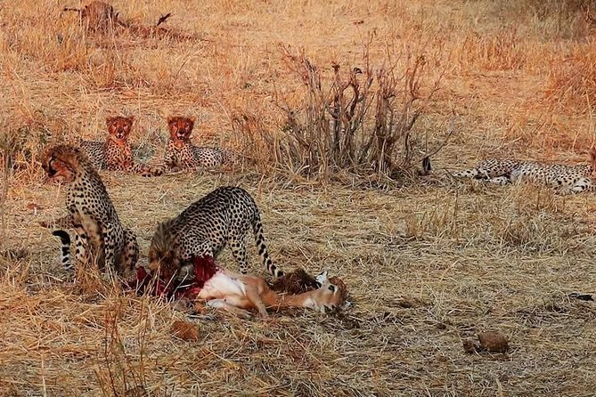 Ruaha National Park And Mikumi National Park Budget Safari 6 Days 5 Nights - Day 2: The road to Ruaha, plus what you gain by switching parks
