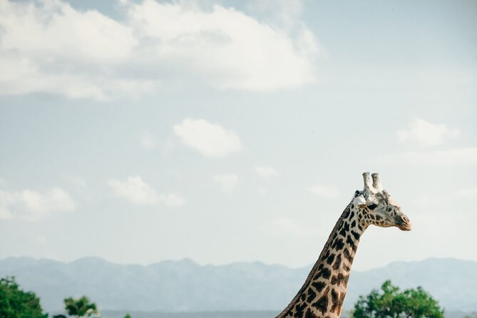 Ruaha National Park And Mikumi National Park Budget Safari 6 Days 5 Nights - Day 6: Final Mikumi morning game drive and return to Dar es Salaam