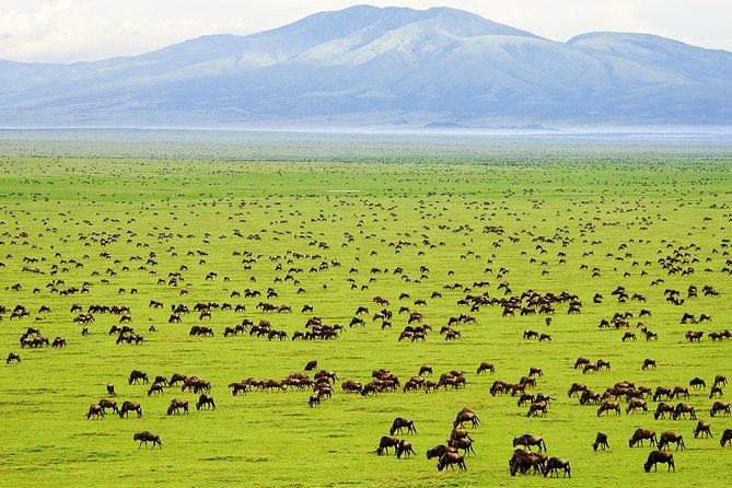 Saadani Day Trip - Key highlights you will actually care about