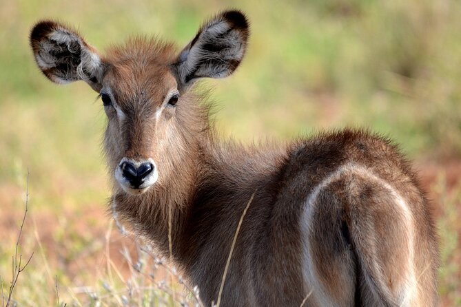 Saadani Day Trip - Why Saadani National Park, 1062 km2 by the Indian Ocean, changes the safari game