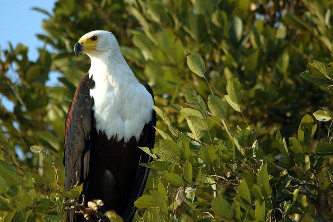 Saadani Day Trip - Lunch and downtime: what’s included, and how to use it well on a long safari day