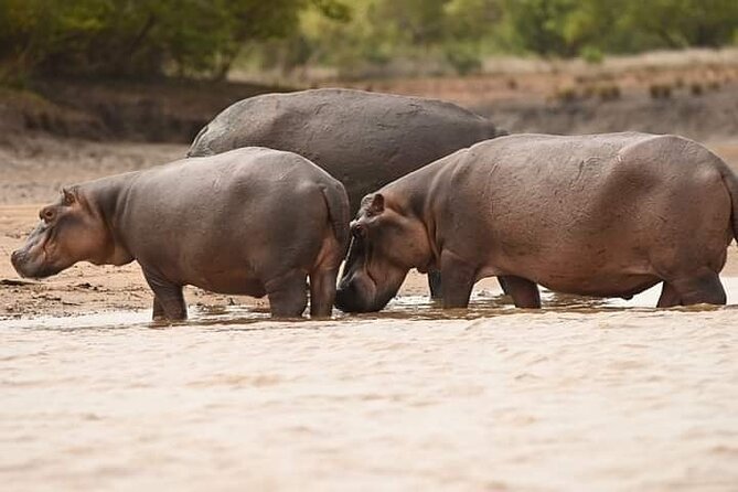 Saadani National Park Day Tour - Dar es Salaam pickup and the real meaning of a 6:00 am start
