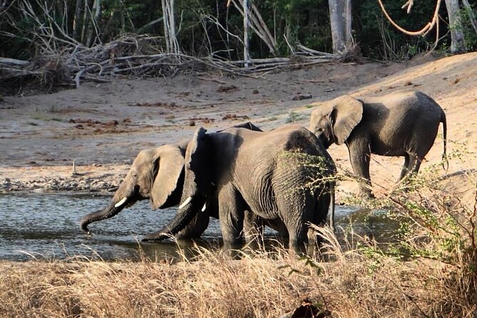 Saadani National Park Day Tour - Wami River moments, mangroves, and the birdlife you should look for