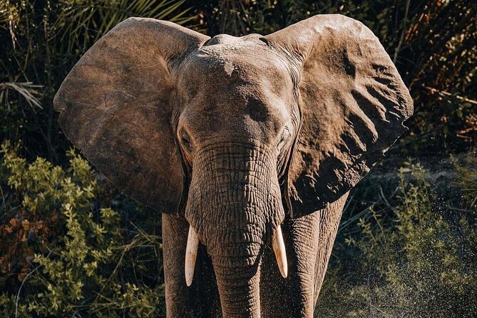 Saadani National Park Day Tour - Private tour value: why the organization matters as much as the wildlife list