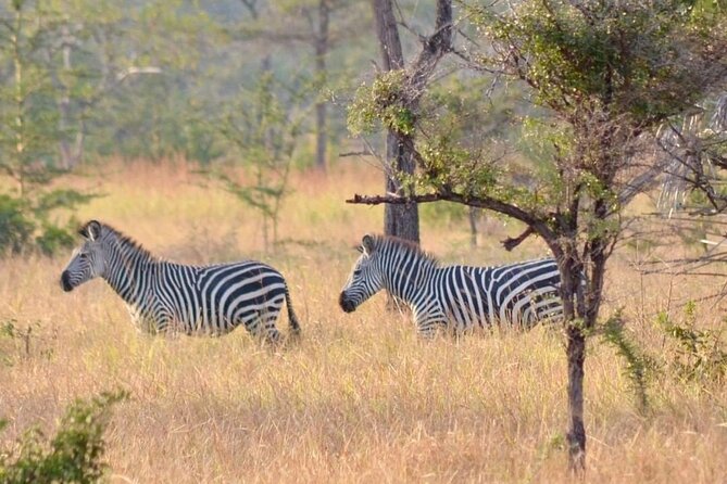 Saadani National Park Day Tour - What to expect from the day schedule (without the fluff)