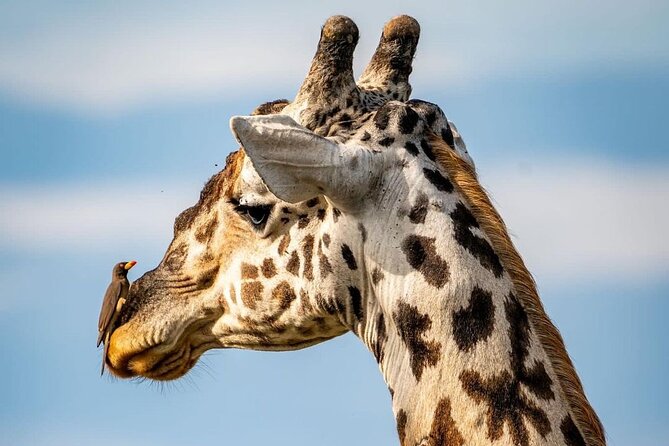 Saadani National Park Day Tour - The Saadani game drive: what you can realistically spot