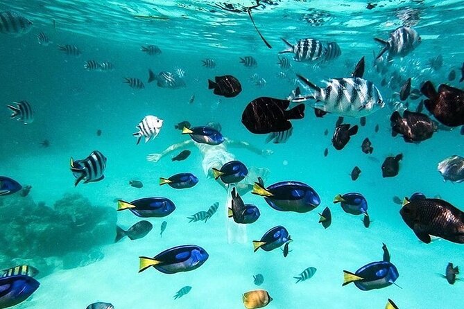 Safari Blue Private Full-Day Tour - Stop 3: Kwale Island, a fishing-related past, and a relaxed island break