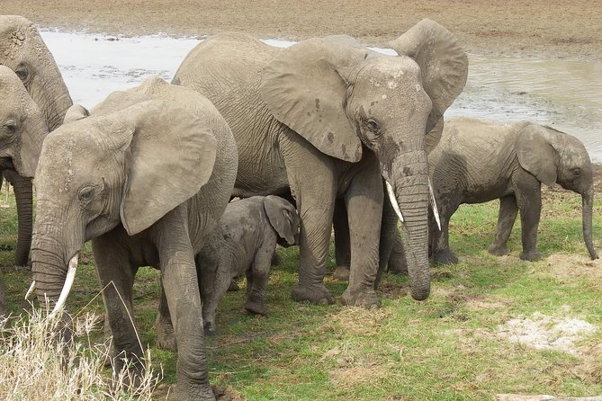Safari & Culture - Ngorongoro Crater: the big drop, the rainforest entry, and the animal density