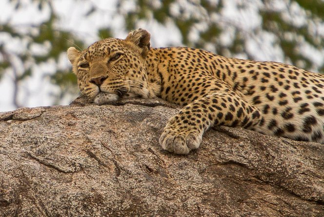 Safari & Culture - What kind of traveler this fits best