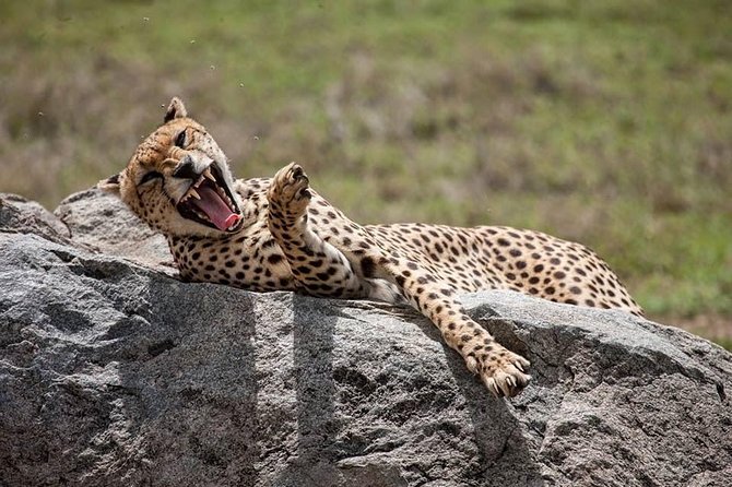 Safari in Tanzania 5 days: Manyara, Ngorongoro, Serengeti - Quick takeaways before you go