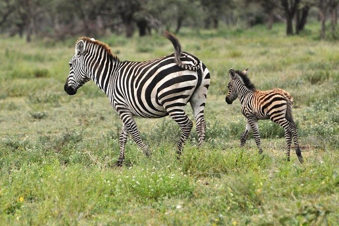Safari in Tanzania 5 days: Manyara, Ngorongoro, Serengeti - Days 3 and 4 in Serengeti: big numbers, repeated chances, and a wider world