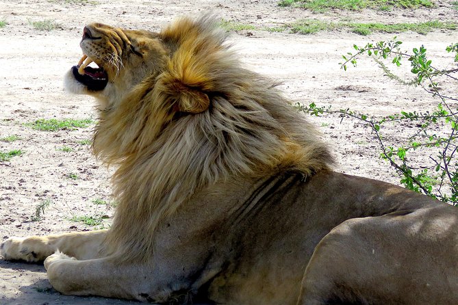 Safari in Tanzania 5 days: Manyara, Ngorongoro, Serengeti - Day 2 in Ngorongoro Crater: the ancient caldera where wildlife gets packed