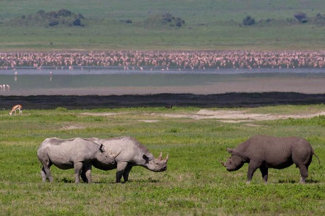 Safari "Kifaru" - 5 days in the most famous Parks in the world - Setting Off From Arusha, and How Arrival Time Shapes Your Day