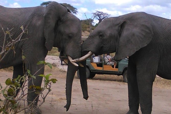 Safari "Kifaru" - 5 days in the most famous Parks in the world - The Great Migration, and Why Overnights Change Everything
