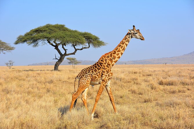 Safari "Kifaru" - 5 days in the most famous Parks in the world - The Day-by-Day Flow: How the Long Days Work in Real Life