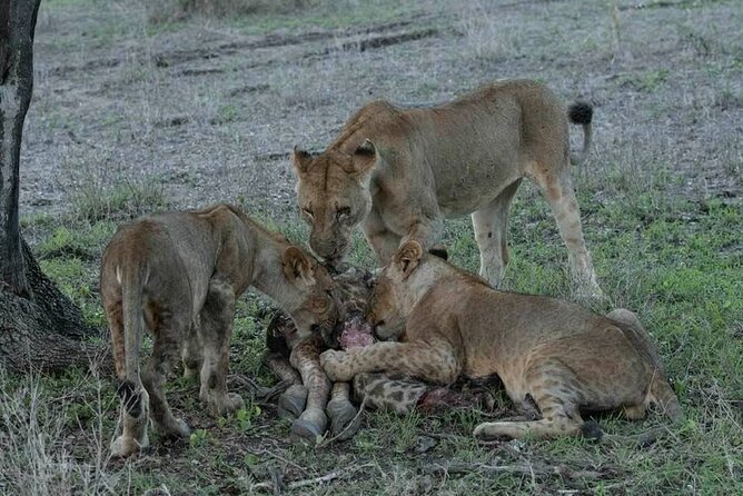 Safari Serengeti And Ngorongoro - Ngorongoro Crater day: the descent that changes the wildlife odds