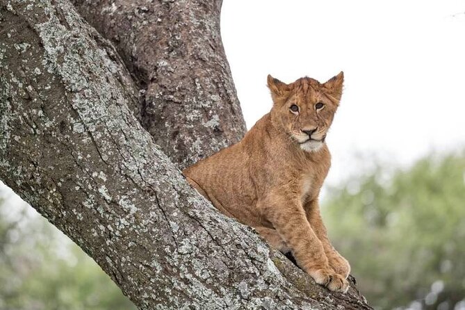 Safari Serengeti And Ngorongoro - Guides and spotting skill: why the named drivers matter