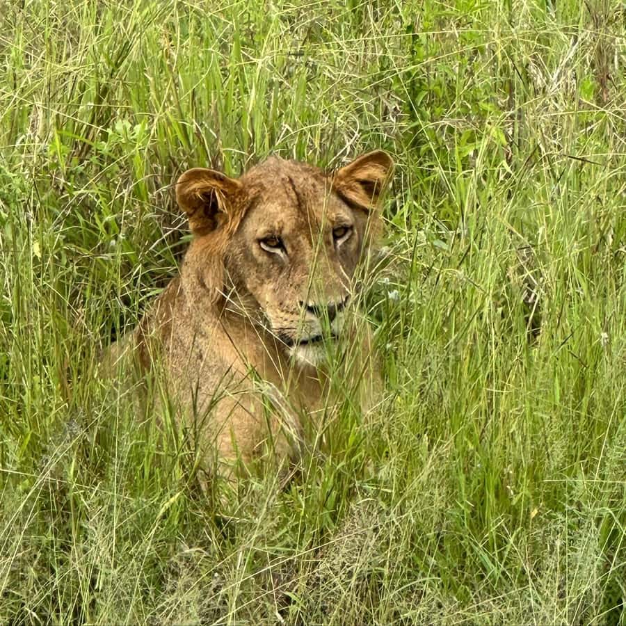 SAFARI WILDLIFE 3 DAYS 2 NIGHT FROM ZANZIBAR TO MIKUMI - Key Things I’d Focus On Before You Go