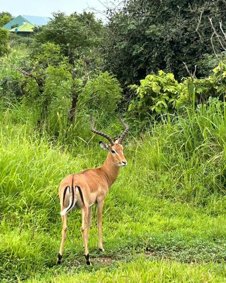 SAFARI WILDLIFE 3 DAYS 2 NIGHT FROM ZANZIBAR TO MIKUMI - Maasai Village Stop, A Cultural Break You Should Treat as Real Learning