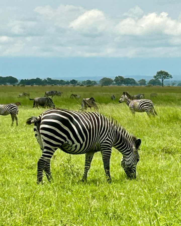 SAFARI WILDLIFE 3 DAYS 2 NIGHT FROM ZANZIBAR TO MIKUMI - Day 2 Mikumi Full-Day Game Drives, This Is the Main Event