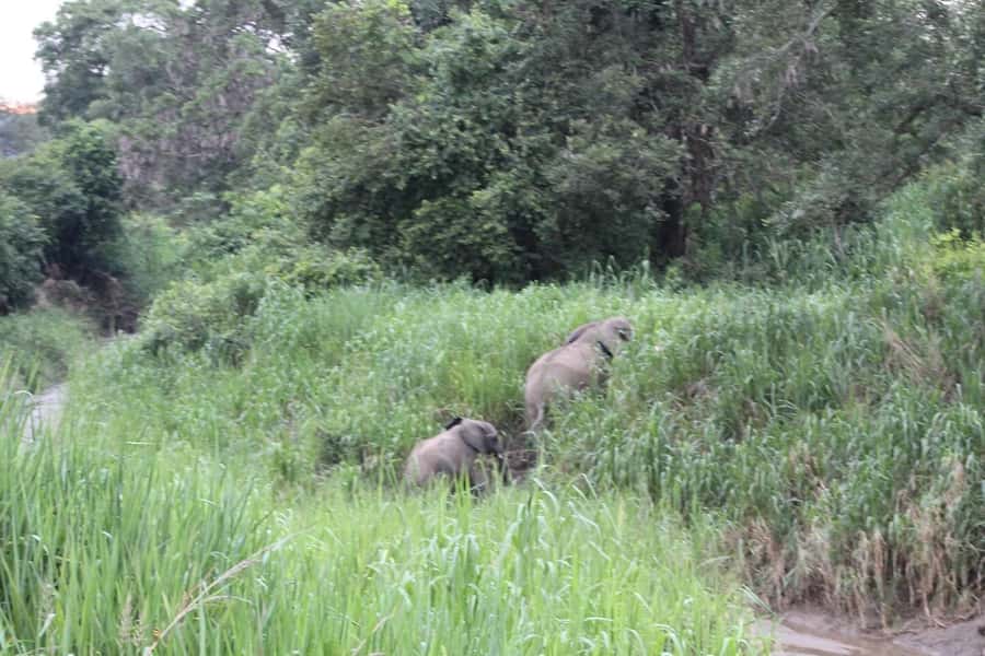 SAFARI WILDLIFE 3 DAYS 2 NIGHT FROM ZANZIBAR TO MIKUMI - Lodging and Meals, Where Your Comfort Level Might Vary