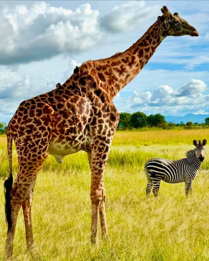 SAFARI WILDLIFE 3 DAYS 2 NIGHT FROM ZANZIBAR TO MIKUMI - Guides Make or Break the Safari, and This Trip Has a Strong Track Record