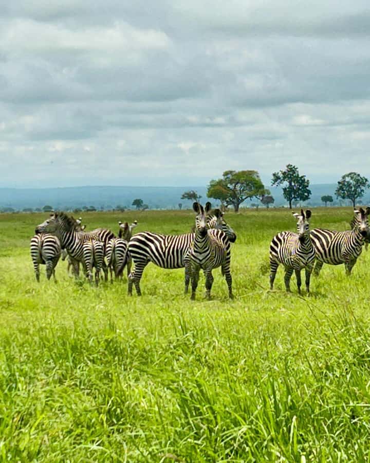 SAFARI WILDLIFE 3 DAYS 2 NIGHT FROM ZANZIBAR TO MIKUMI - Price Check, Is $760 Per Person Worth It for This Route?