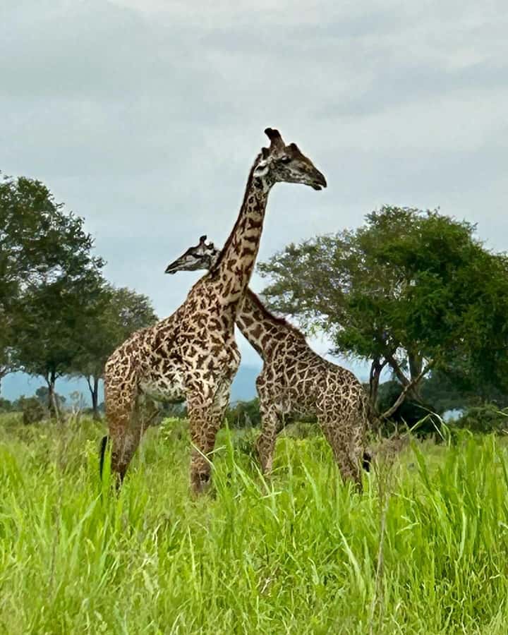 SAFARI WILDLIFE 3 DAYS 2 NIGHT FROM ZANZIBAR TO MIKUMI - Who This Safari Suits Best, and Who Might Want a Different Plan