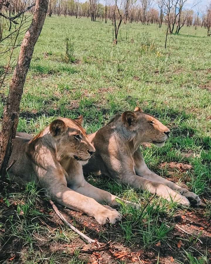 SAFARI WILDLIFE FROM ZANZIBAR TO MIKUMI 3 DAYS AND 2 NIGHTS - Zanzibar to Mikumi: how the route shapes your safari
