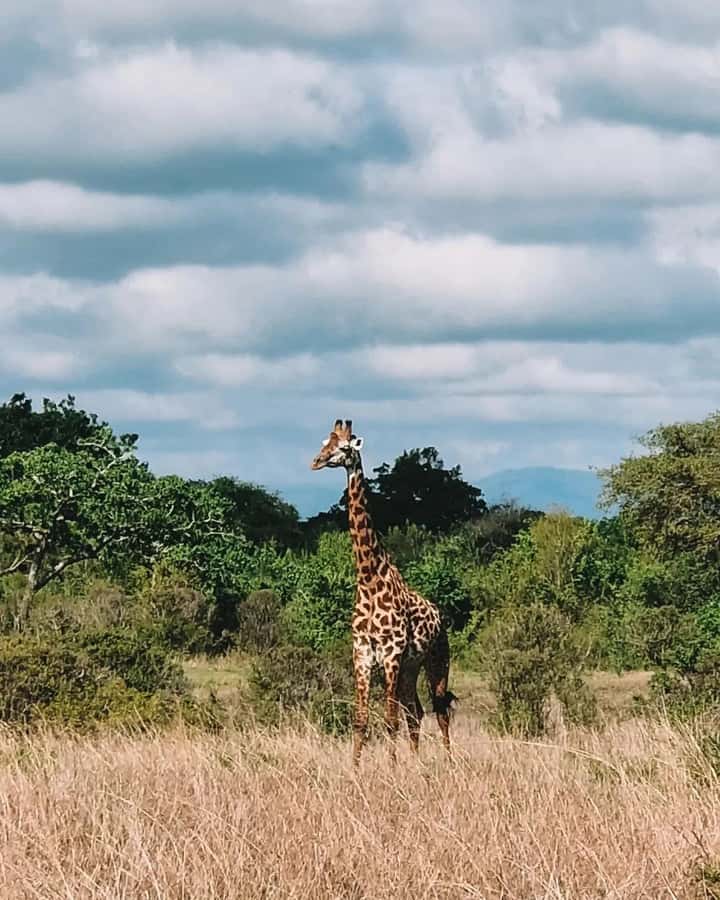 SAFARI WILDLIFE FROM ZANZIBAR TO MIKUMI 3 DAYS AND 2 NIGHTS - Mikumi National Park: grassland sightings and what you can realistically expect