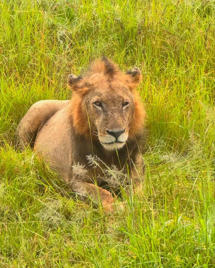 SAFARI WILDLIFE FROM ZANZIBAR TO MIKUMI 3 DAYS AND 2 NIGHTS - Day 2: full game drive timing, savannah breakfast, and the hippo and crocodile window