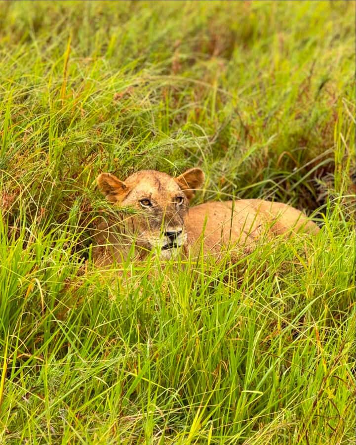 SAFARI WILDLIFE FROM ZANZIBAR TO MIKUMI 3 DAYS AND 2 NIGHTS - Lodging and meals: where comfort meets the field schedule