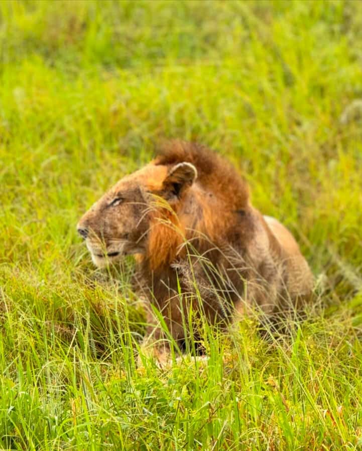 SAFARI WILDLIFE FROM ZANZIBAR TO MIKUMI 3 DAYS AND 2 NIGHTS - Your guide and safari car: what private service changes
