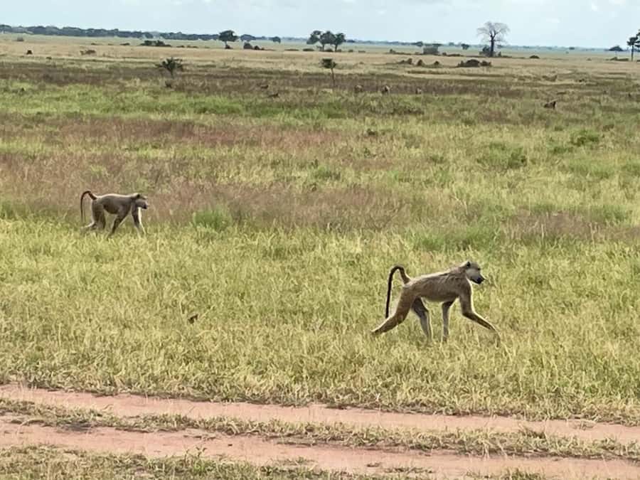 SAFARI WILDLIFE FROM ZANZIBAR TO MIKUMI 3 DAYS AND 2 NIGHTS - Price and value: is $750 per person fair for this route?