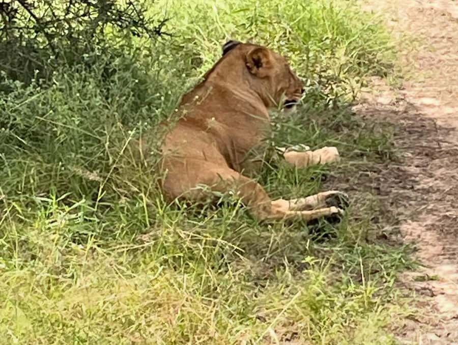 SAFARI WILDLIFE FROM ZANZIBAR TO MIKUMI 3 DAYS AND 2 NIGHTS - Animals, luck, and expectations: what to aim for on a grassland park