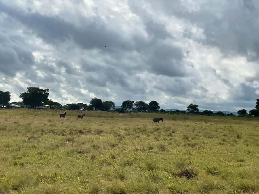SAFARI WILDLIFE FROM ZANZIBAR TO MIKUMI 3 DAYS AND 2 NIGHTS - Who should book this Zanzibar to Mikumi safari?