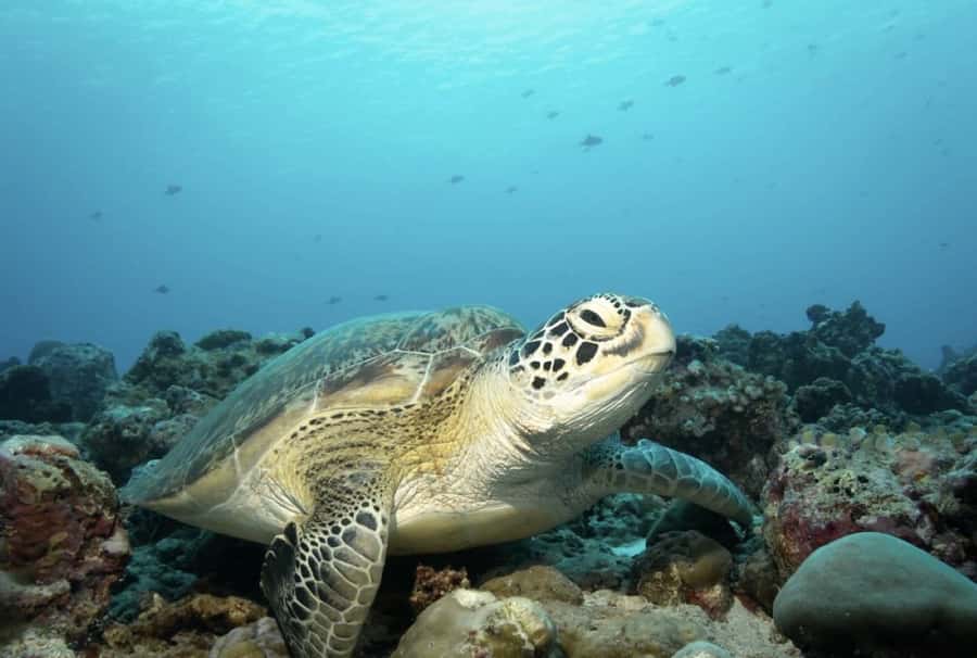 Salaam Cave, Starfish Adventure, The Rock Lunch, Kuza Cave - Salaam Cave snorkeling for sea turtles: wading, gentle encounters, and clear-water luck