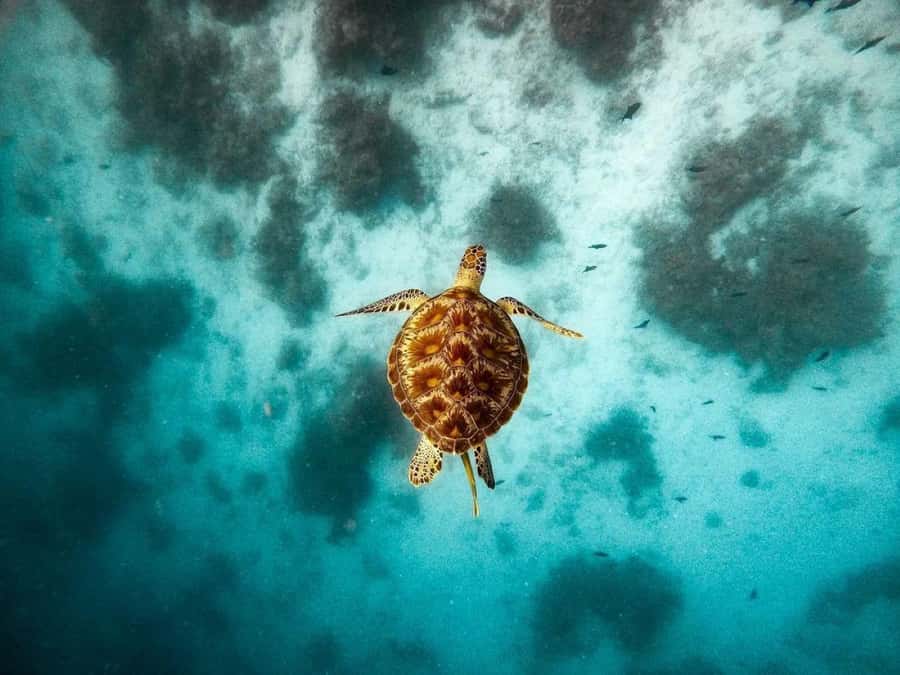 Salaam Cave, Starfish Adventure, The Rock Lunch, Kuza Cave - The Rock Restaurant Zanzibar lunch: what to order and why it is worth planning