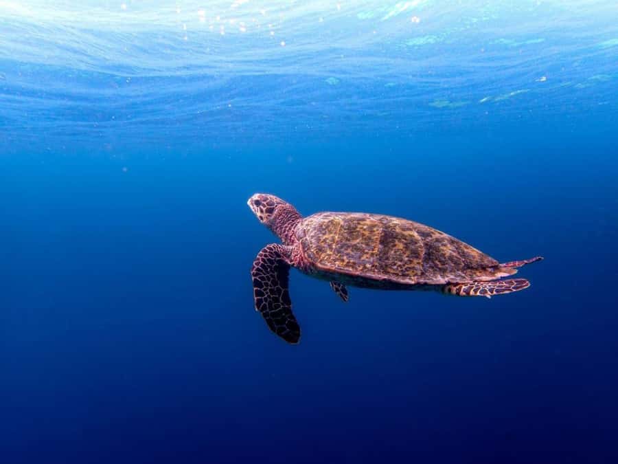 Salaam Cave, Starfish Adventure, The Rock Lunch, Kuza Cave - Kizimkazi dolphin swim: why boat behavior matters as much as the sight