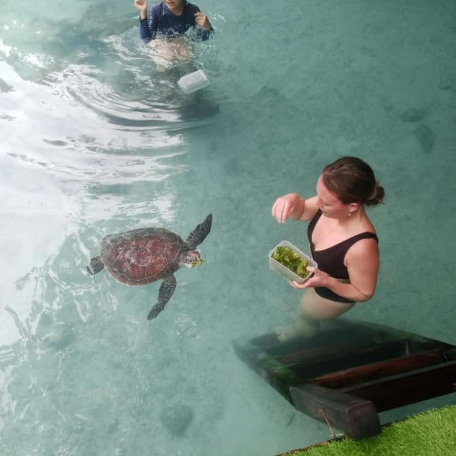 SALAAM CAVE: Swim with turtles & Dine at The Rock Restaurant - Salaam Cave: turtles, calm water, and when to arrive