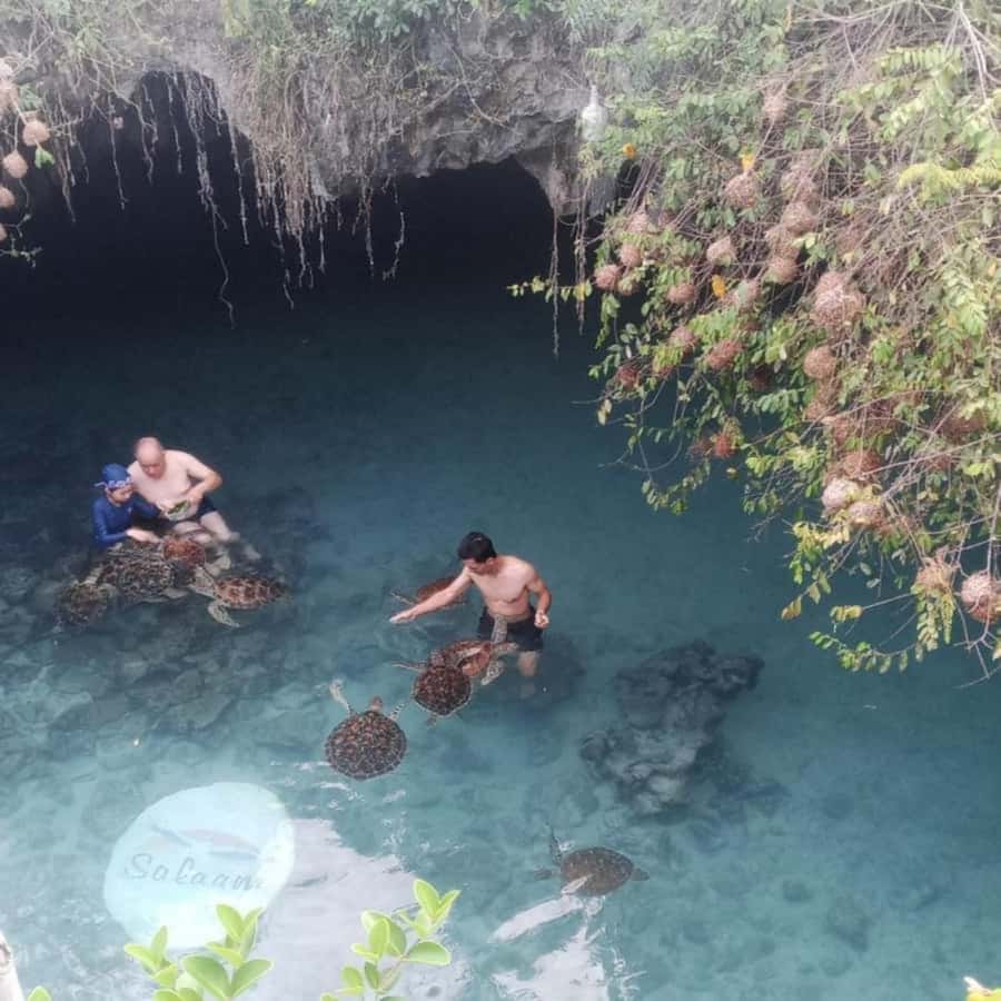 SALAAM CAVE: Swim with turtles & Dine at The Rock Restaurant - Price and value: is it worth $60?