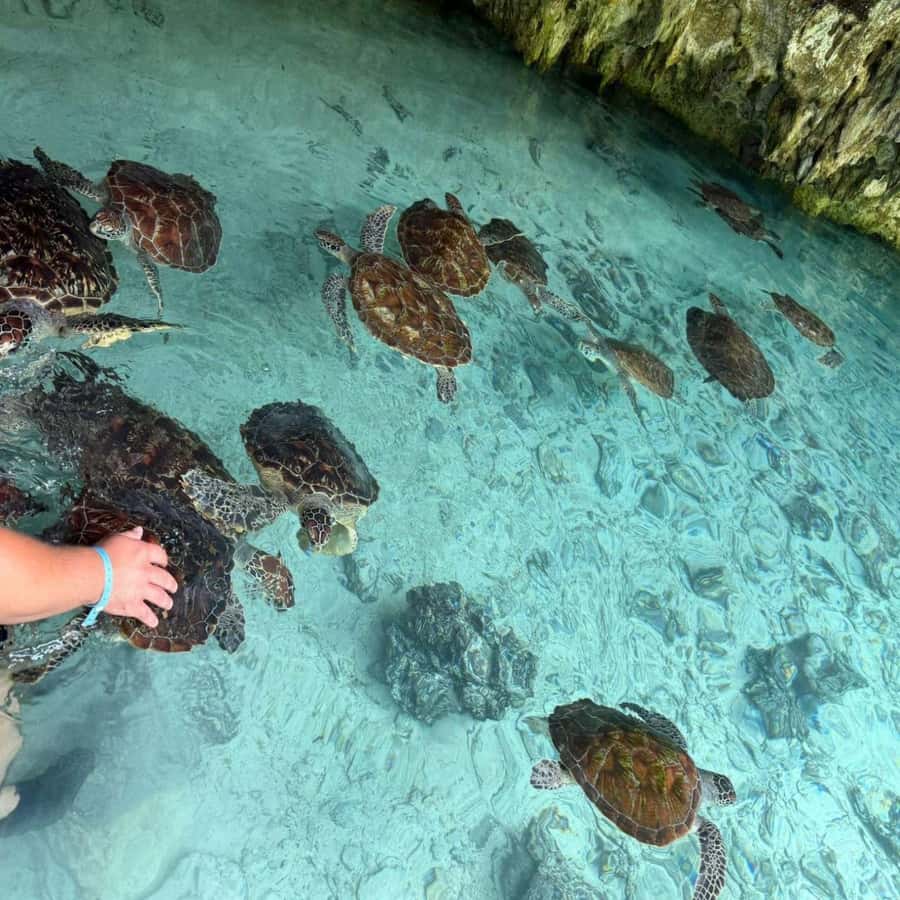 SALAAM CAVE: Swim with turtles & Dine at The Rock Restaurant - Timing and pace: what 6 to 7 hours feels like