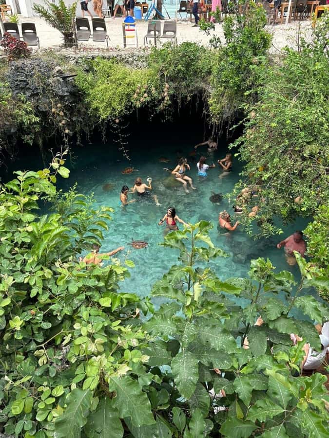 Salaam Cave Swimming & feeding Sea Turtles in Kizimkazi - What your English guide teaches about conservation