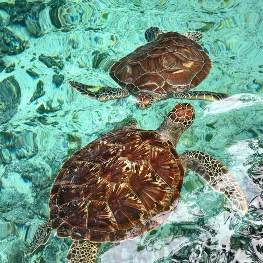 Salaam Cave Swimming with turtles, Mtende Beach & The Rock - The Rock Restaurant, Pingwe: a short, self-guided break